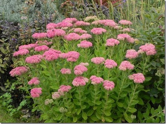 10 Sedum spectabile, 10 Great Perennials To Grow For Cutting