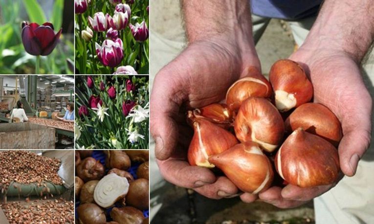 Ing Tulip Bulbs Size Matters