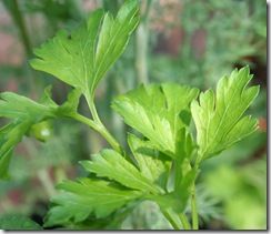 Flat leaved parsley