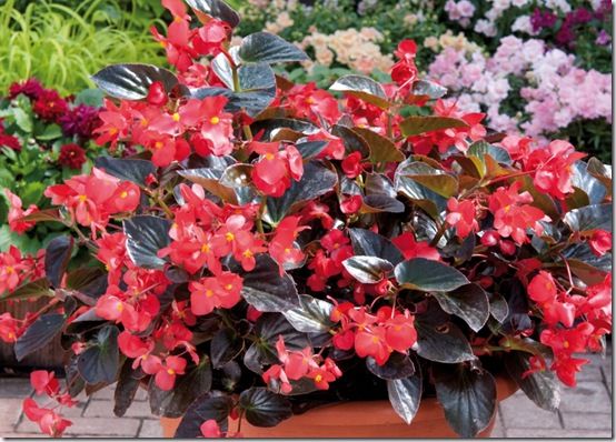 Begonia Whopper Bronze Leaf Red 01