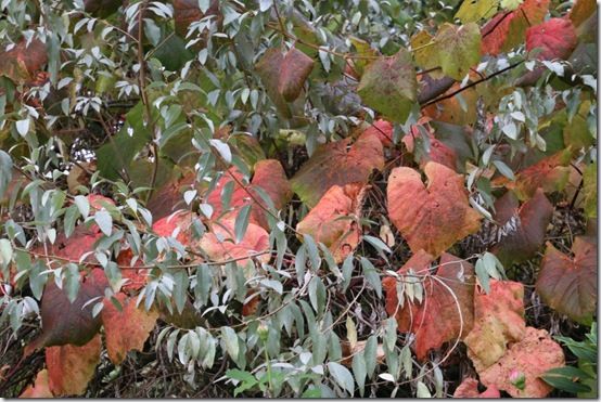 Vitis coignettiae in elaeagnus 