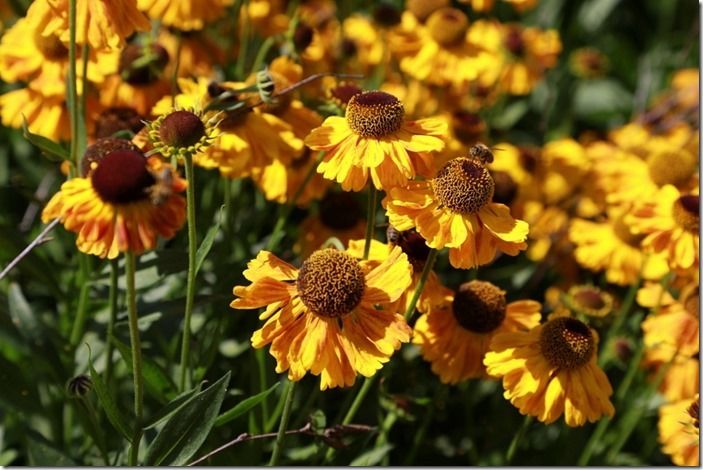 9 Helenium 'Wyndley'