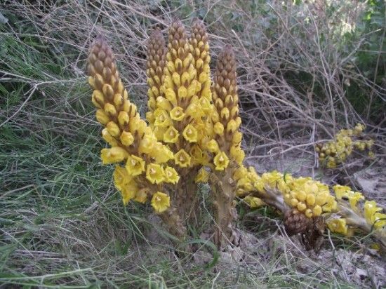 Cistanche tubulosa