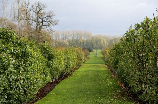 The avenue of cordon fruit