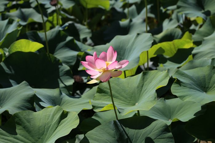 7 The sacred lotus