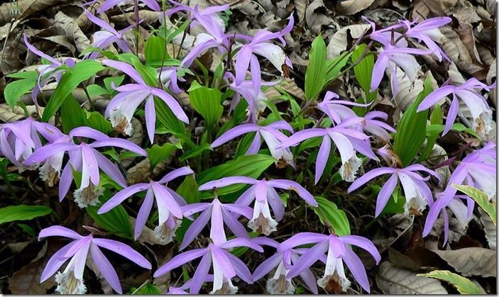 9 Pleione formosana