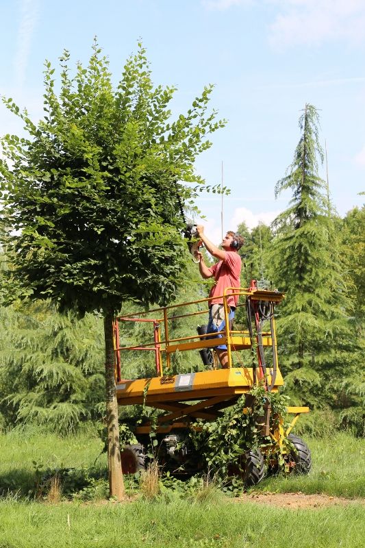 10 Trimming a shaped tree (533x800)
