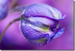 105 delphinium