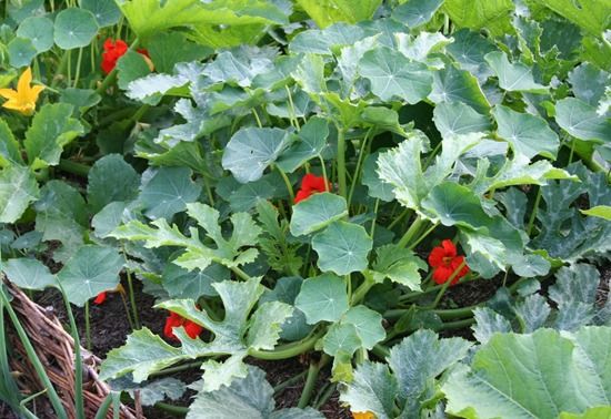 Courgette and nasturtiums