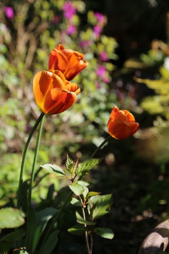 Tulipa 'Brown Sugar'